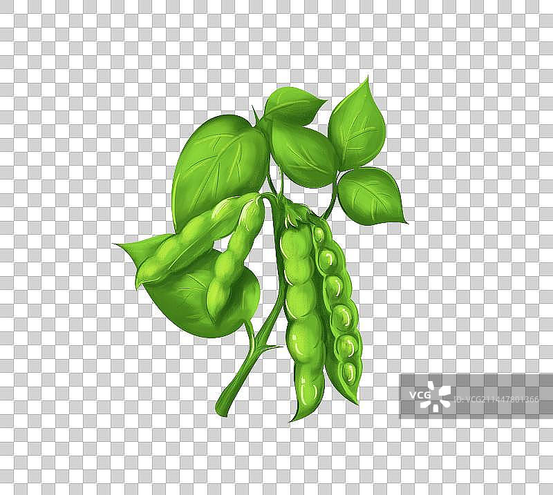 手绘插画成熟饱满的绿豆植株免抠素材图片素材