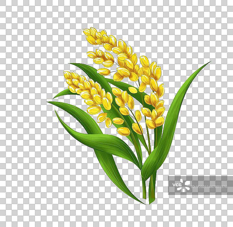 手绘插画成熟饱满的糯米谷穗免抠素材图片素材