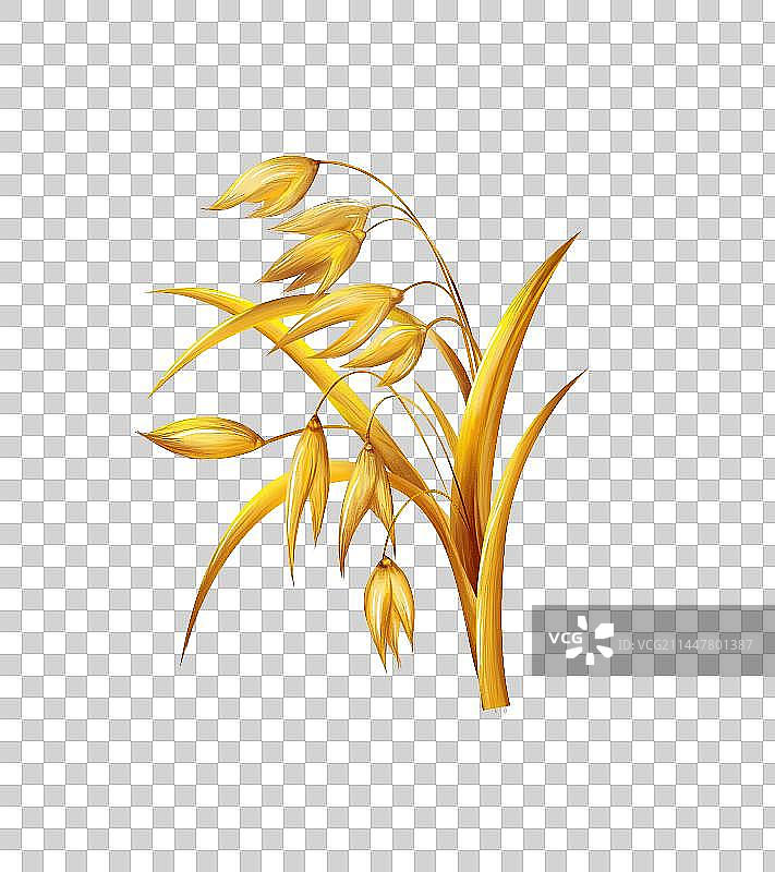 手绘插画成熟饱满的燕麦穗免抠素材图片素材