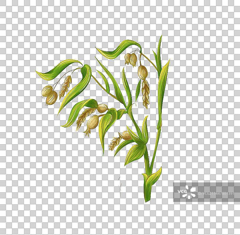 手绘插画成熟的薏米植株免抠素材图片素材