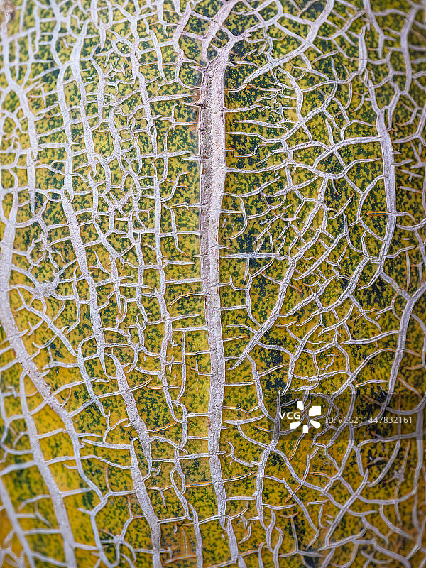 伽师瓜的纹路特写图片素材