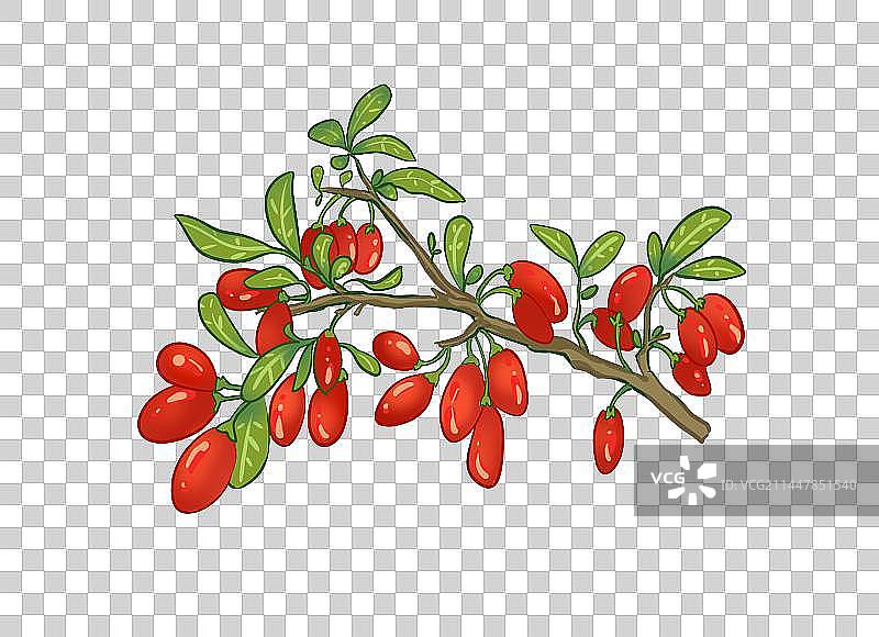 手绘插画一串成熟饱满的红色枸杞免抠素材图片素材