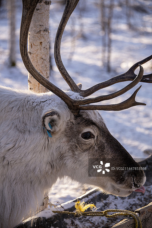 漠河北极村驯鹿图片素材
