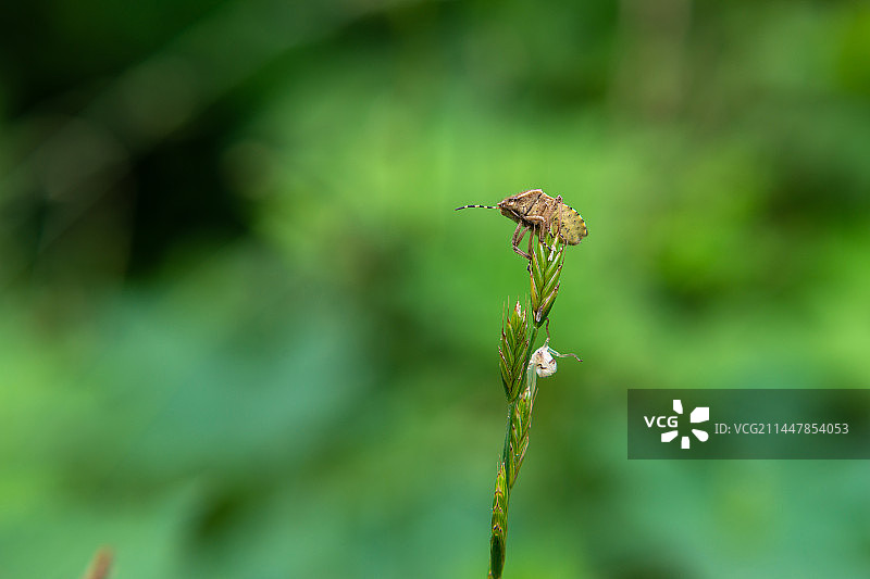 植物上昆虫特写镜头   蝽科斑须蝽属昆虫图片素材