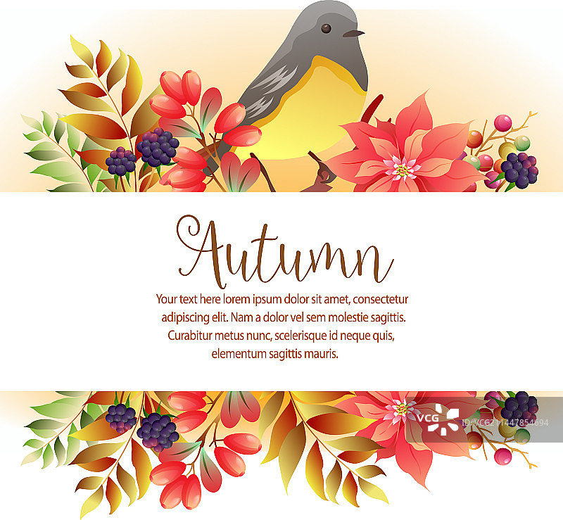 秋季花园白桦模板图片素材