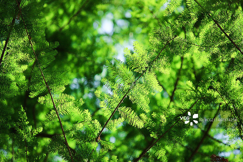 初夏的树图片素材