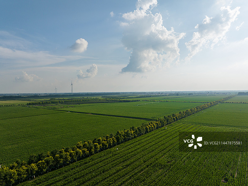 河南省商水县高标准农田玉米、大豆种植场景图片素材