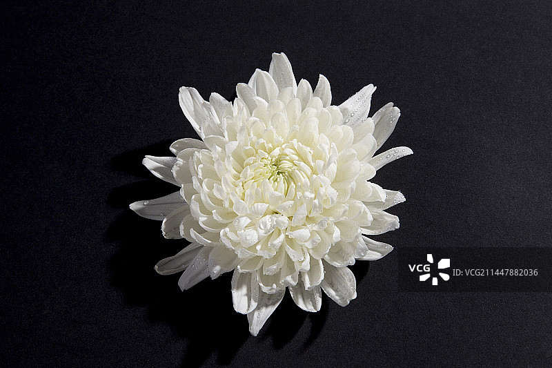 白色菊花图片素材