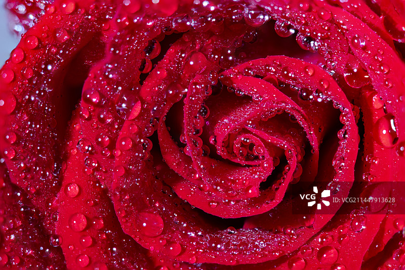 玫瑰花图片素材