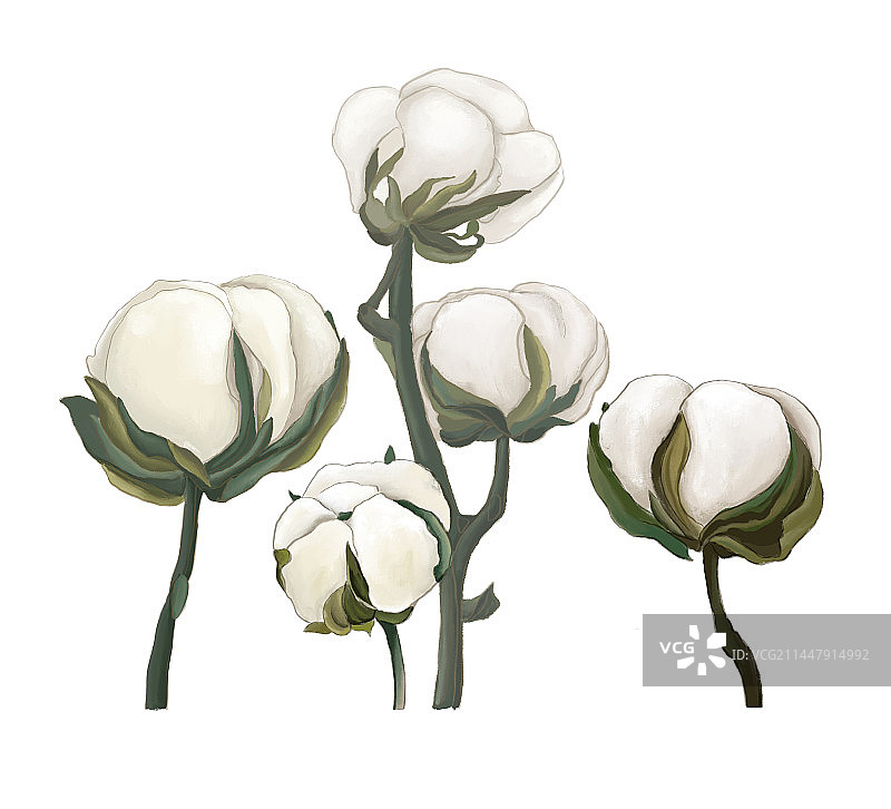 手绘棉花插画图片素材
