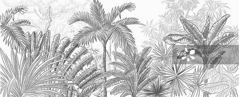 黑白风俗素描热带植物叶子森林插画图片素材