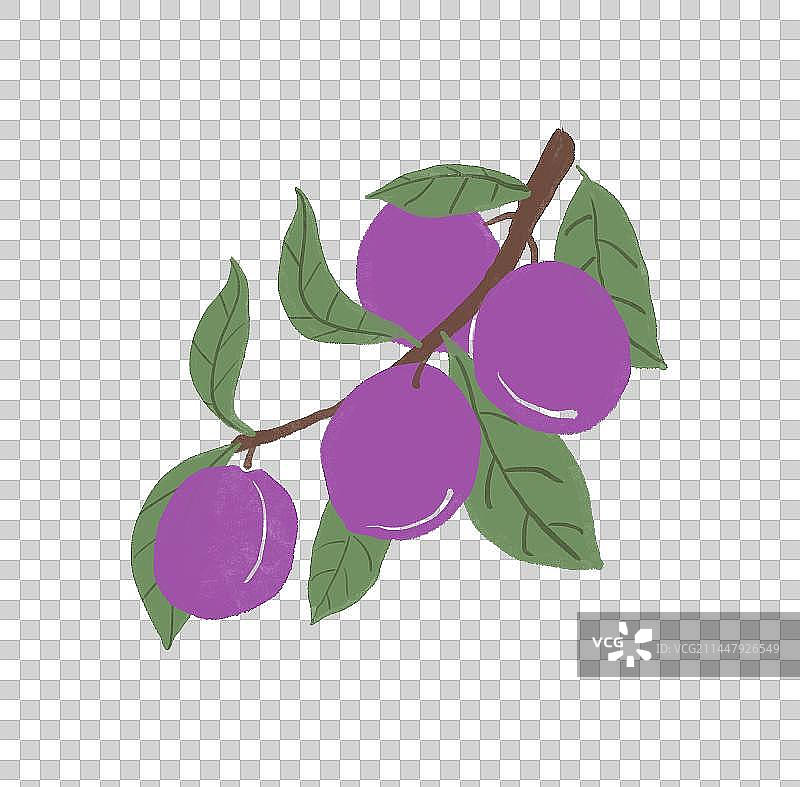手绘插画一枝成熟饱满的紫色西梅免抠素材图片素材