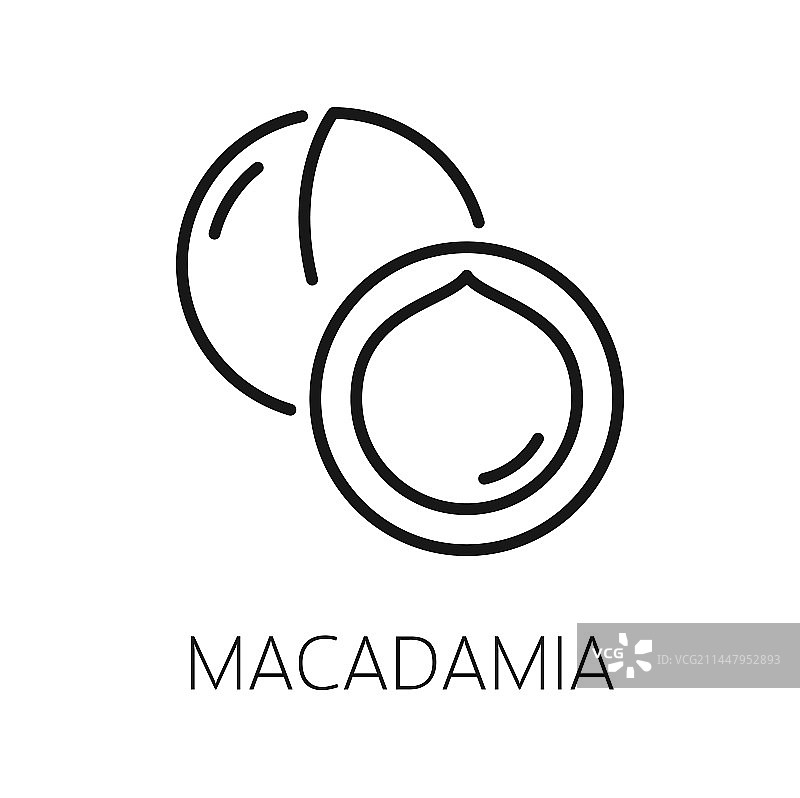 带壳Maroochi Bauple澳洲坚果细线图片素材