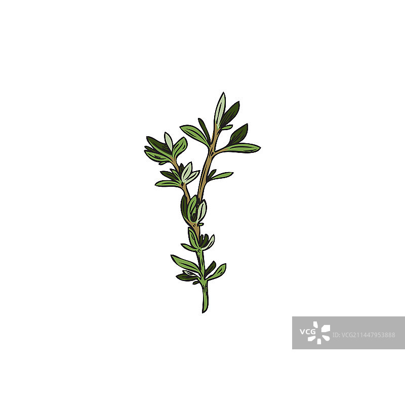 手绘的芳香草本百里香植物细枝图片素材