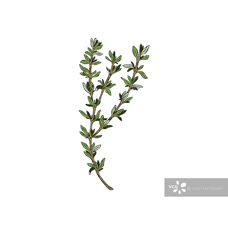 百里香香料植物写生图片素材