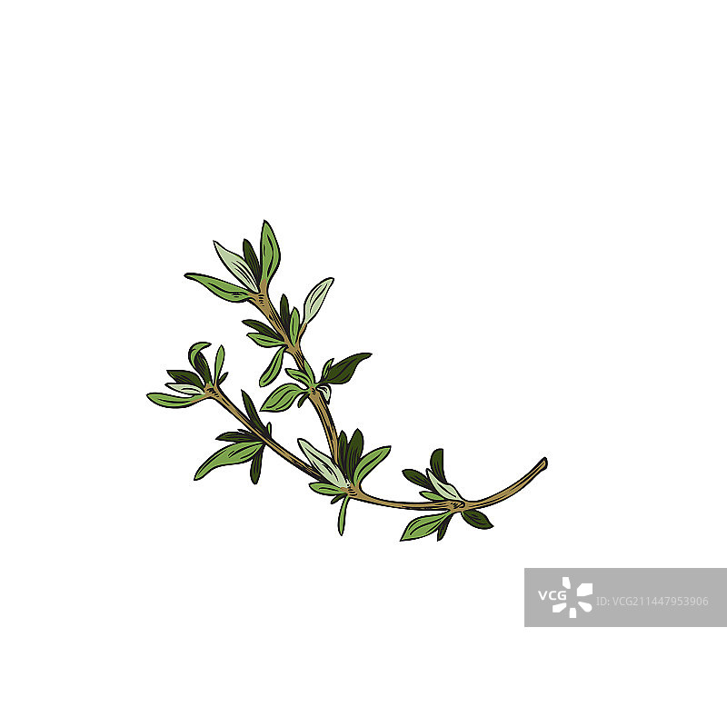 百里香香气植物单枝叶片素描图片素材