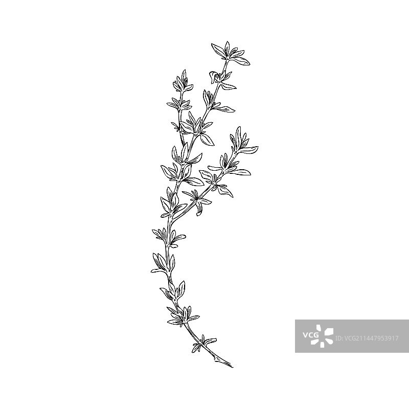 手绘单色百里香枝条速写图片素材