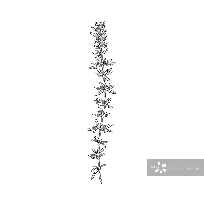 用作食品调味料和药物的百里香草本素描图片素材