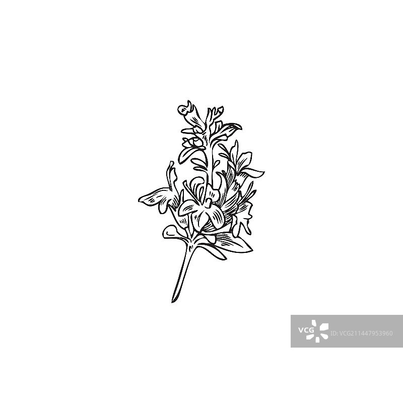 百里香草本植物枝条素描图片素材
