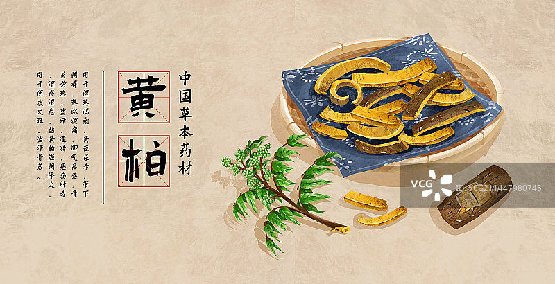 中国传统文化中草药药材之黄柏图片素材