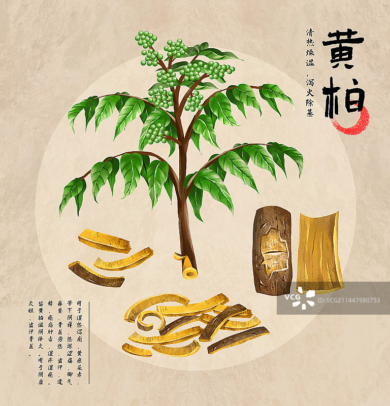 中国传统文化中草药药材之黄柏图片素材