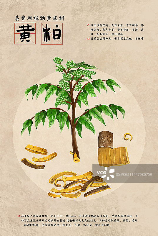中国传统文化中草药药材之黄柏图片素材