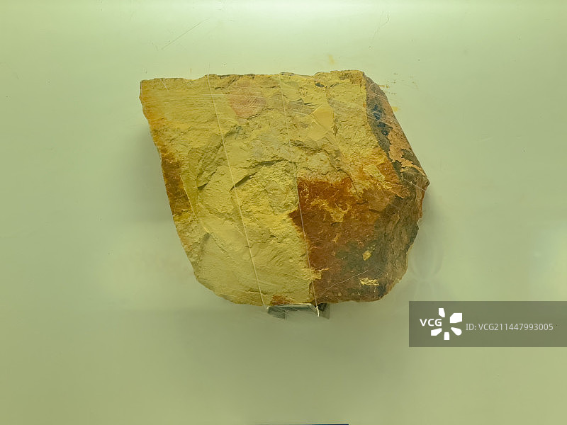 云南玉溪市博物馆馆藏寒武纪抚仙湖虫化石图片素材