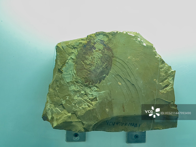 云南玉溪市博物馆馆藏早寒武世中国似古节虫化石图片素材