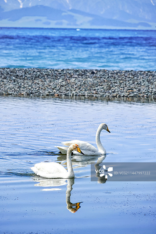 新疆赛里木湖天鹅湖里的天鹅图片素材