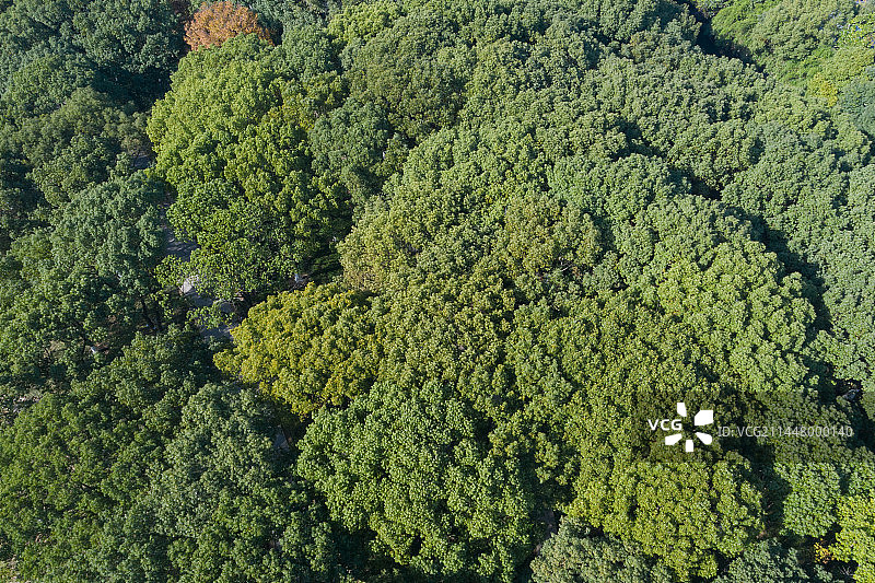鸟瞰茂密绿色的森林风光图片素材