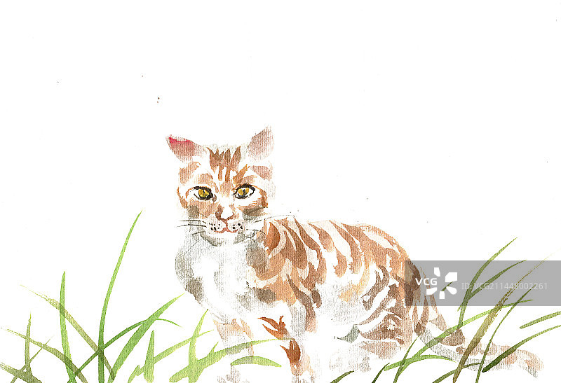 草丛中的小猫图片素材