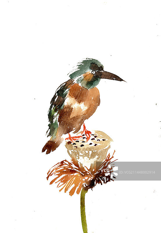 莲蓬上的翠鸟图片素材