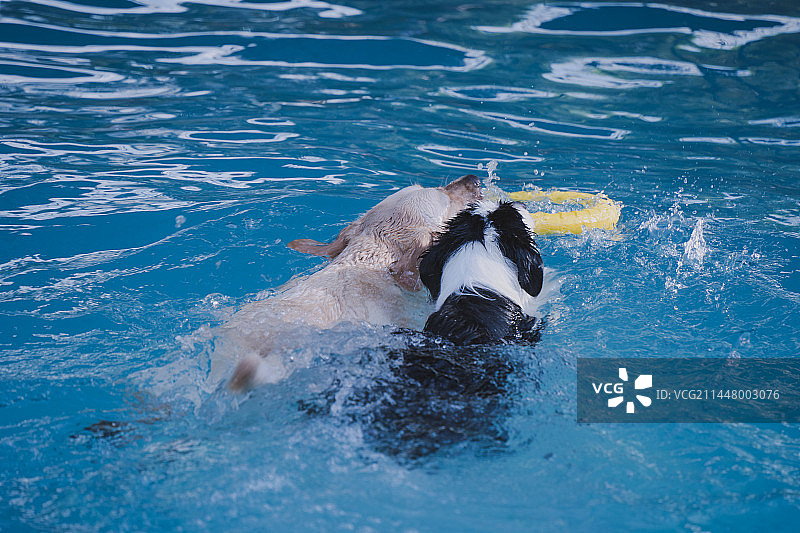 边牧狗狗夏日游泳图片素材