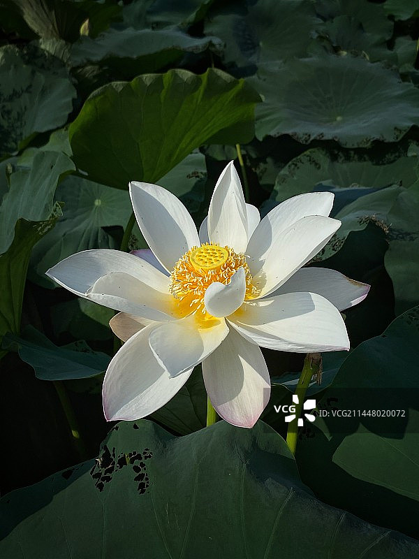 大佛禅院洁白的莲花图片素材