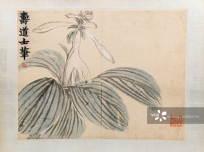 中国古代绘画，清，金农，花卉图册，寿道士笔图片素材