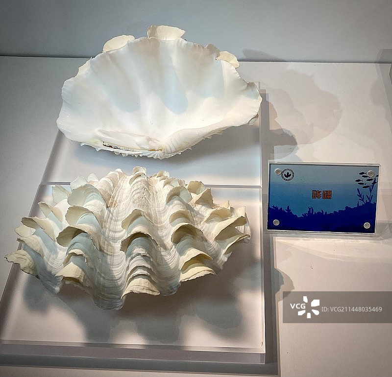 中国地质博物馆砗磲展品图片素材