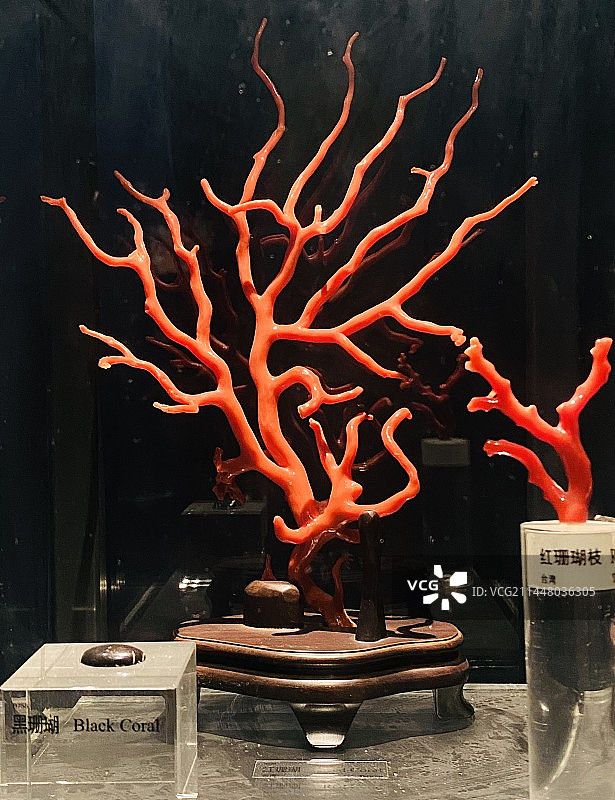 中国地质博物馆红珊瑚图片素材