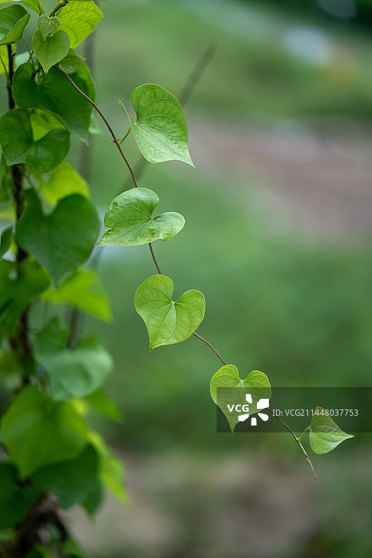 豆科植物的心形叶片特写图片素材