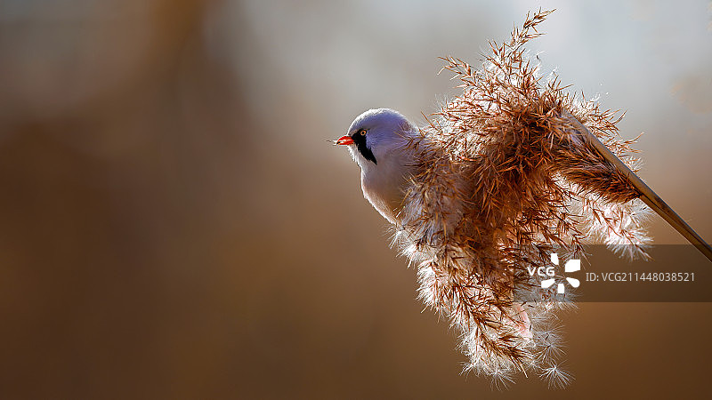 逆光文须雀图片素材