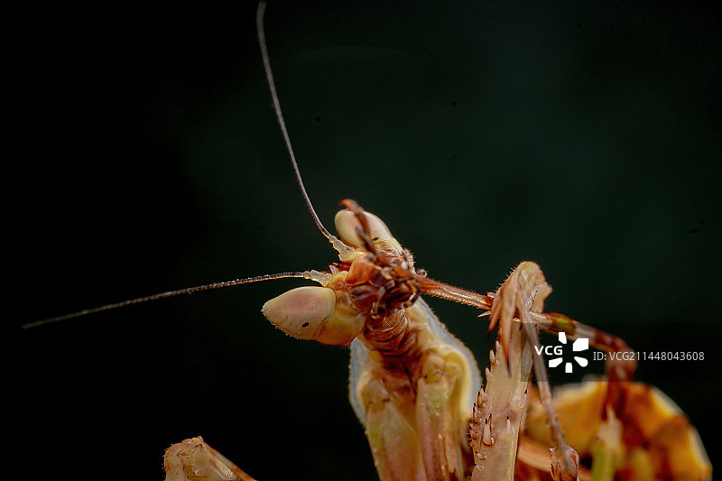 啃脚丫图片素材