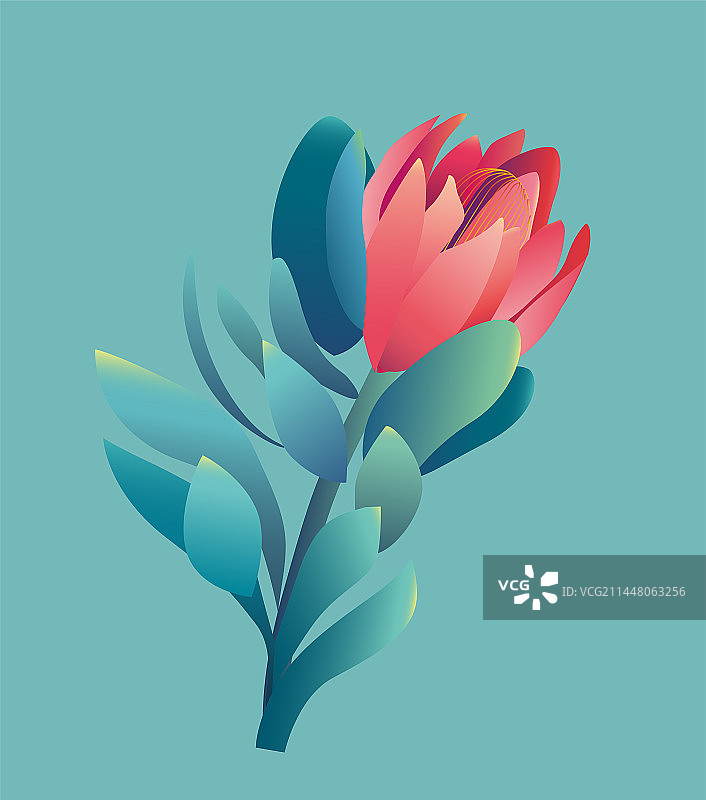 帝王花矢量图图片素材