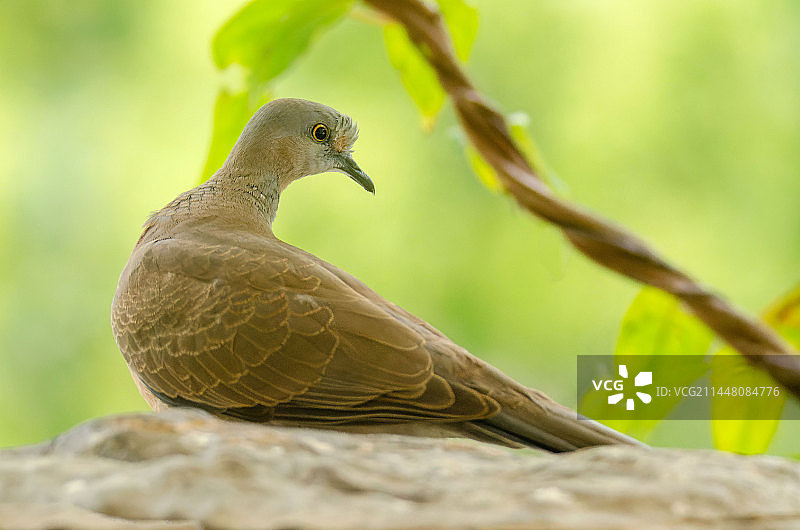 珠颈斑鸠（幼鸟）20230801上午随拍于自家窗外 菜鸟练习。图片素材