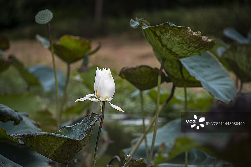 夏天荷塘里的白莲花图片素材