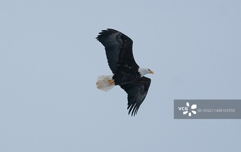 北美的野生白肩雕图片素材
