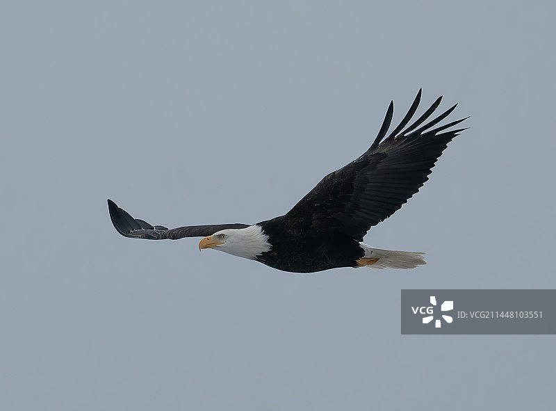 北美的野生白肩雕图片素材