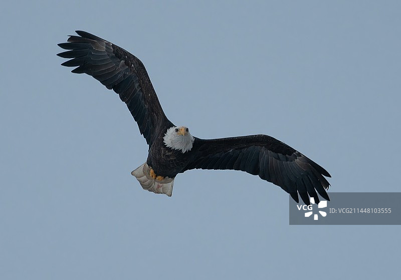 北美的野生白肩雕图片素材
