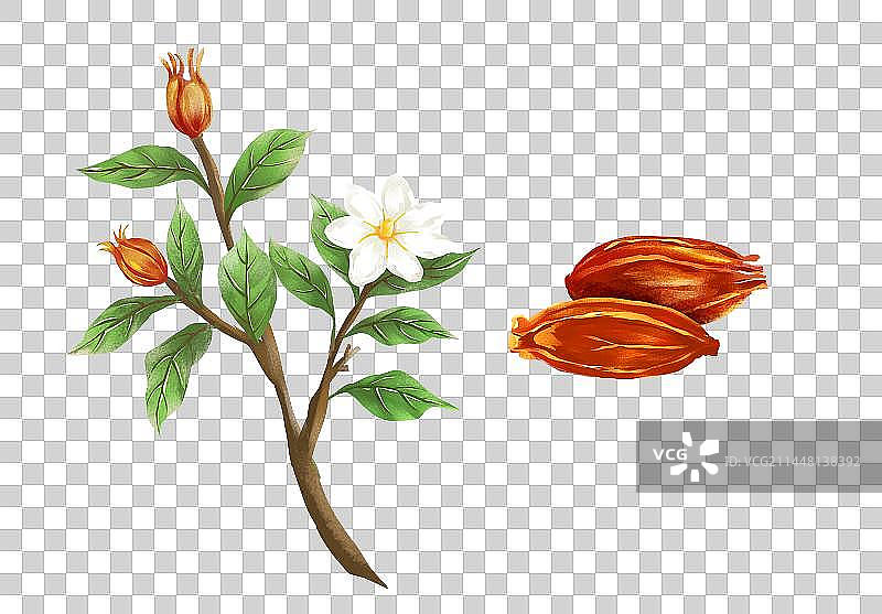 中国传统文化中草药药材之栀子图片素材