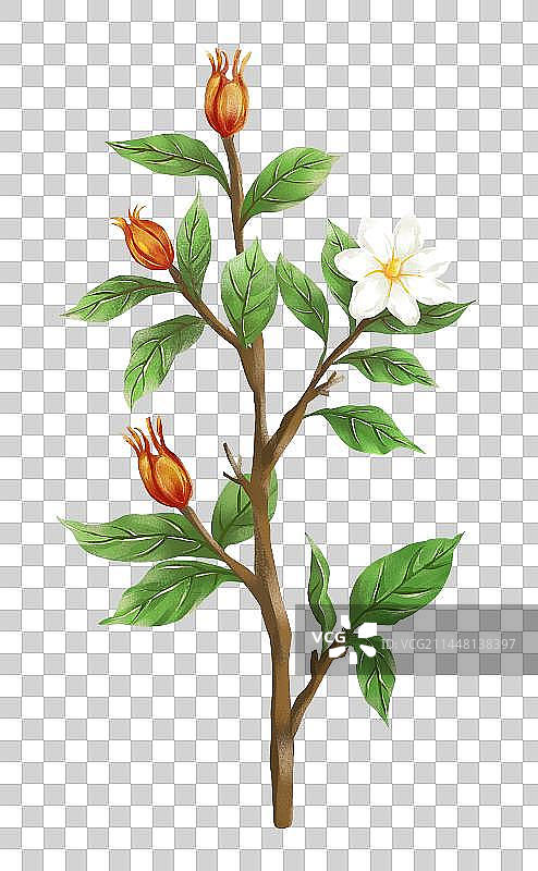 中国传统文化中草药药材之栀子图片素材