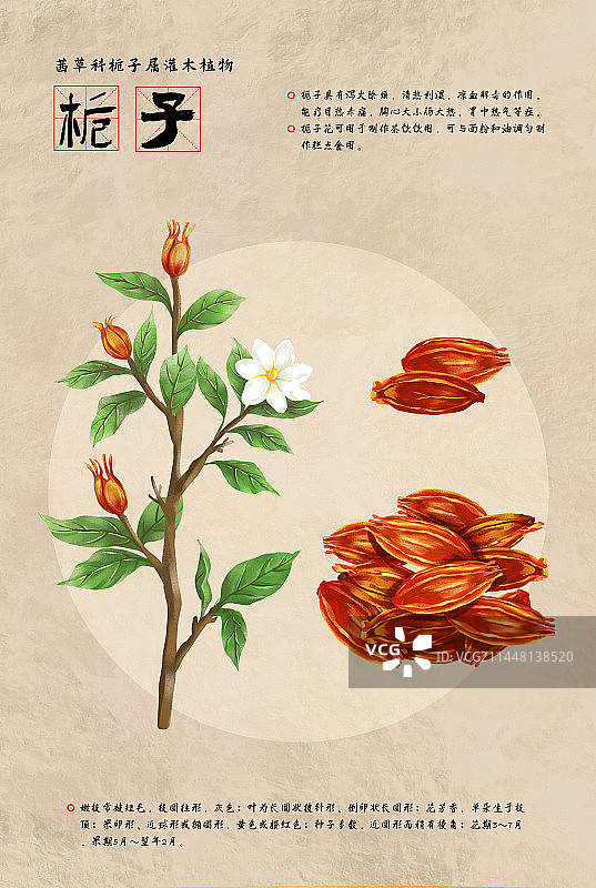 中国传统文化中草药药材之栀子图片素材