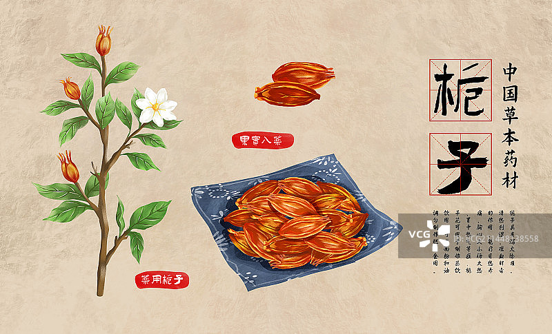 中国传统文化中草药药材之栀子图片素材
